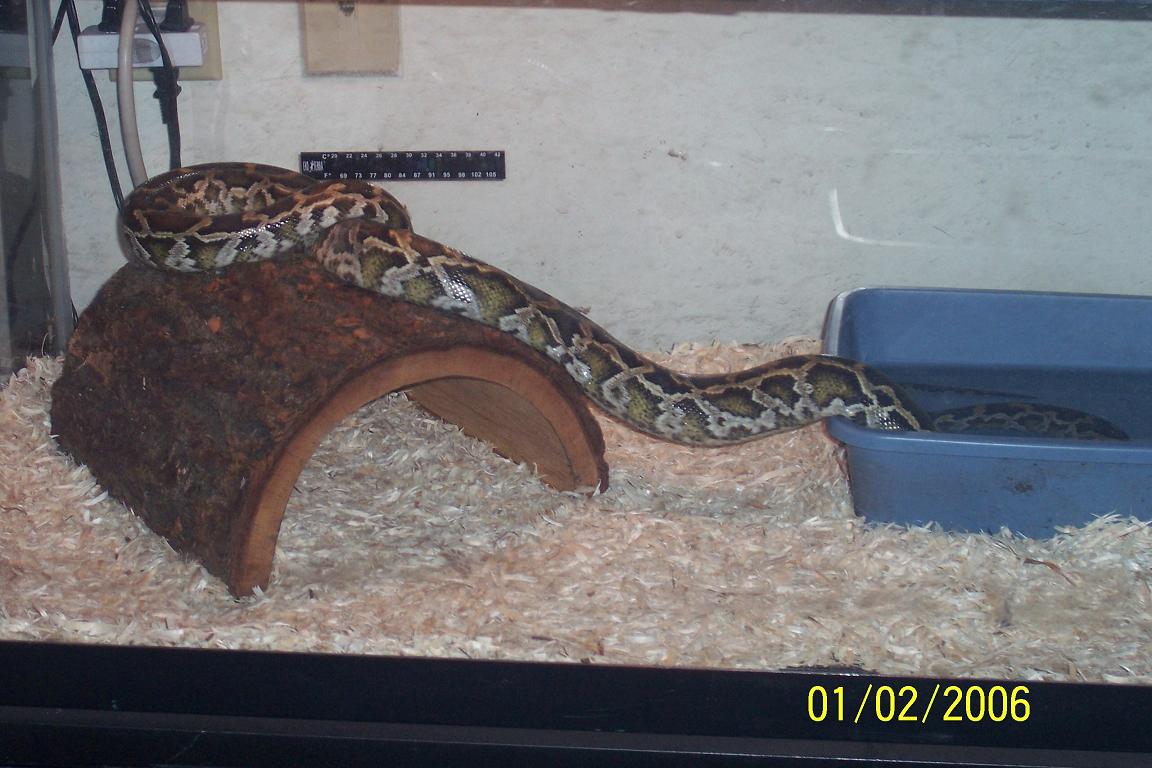 Harley: our DH burmese female
