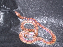 my Rainbow boa