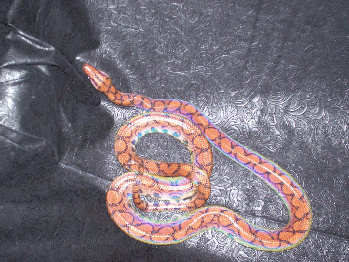 my Rainbow boa