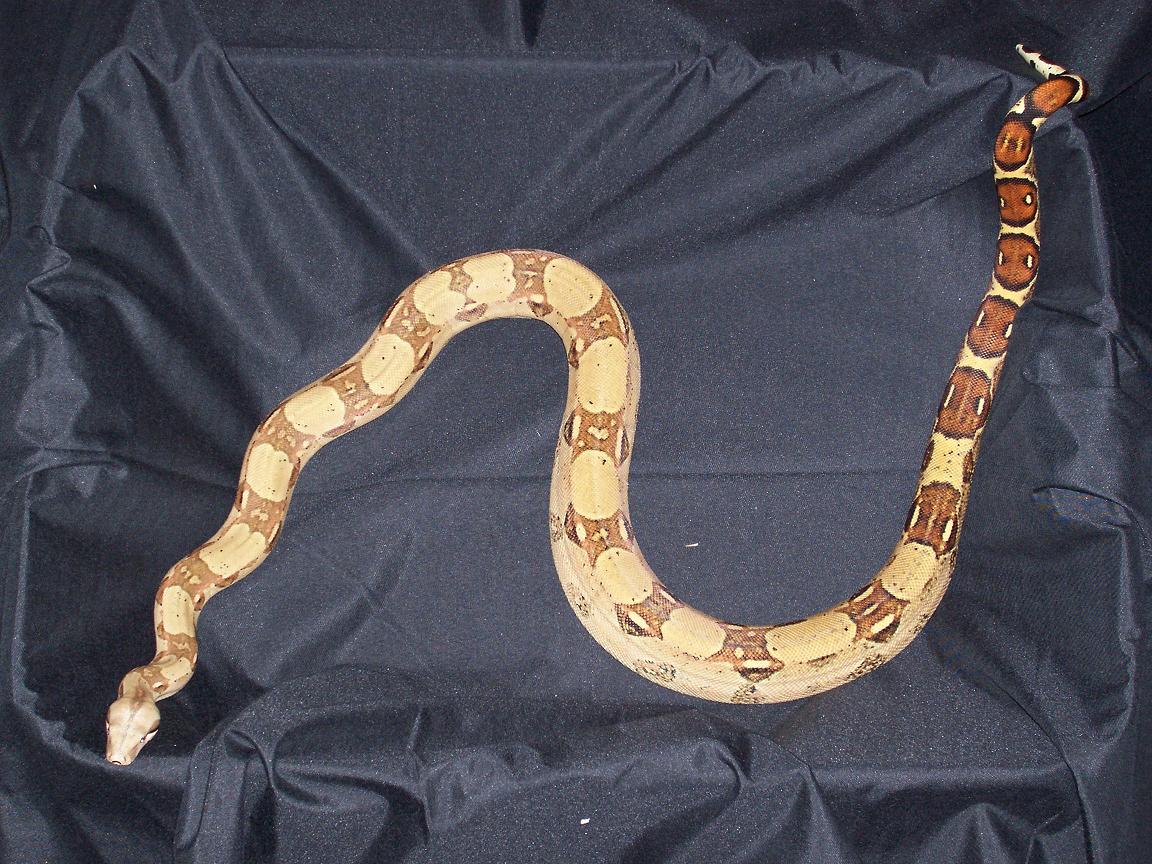 my red tail