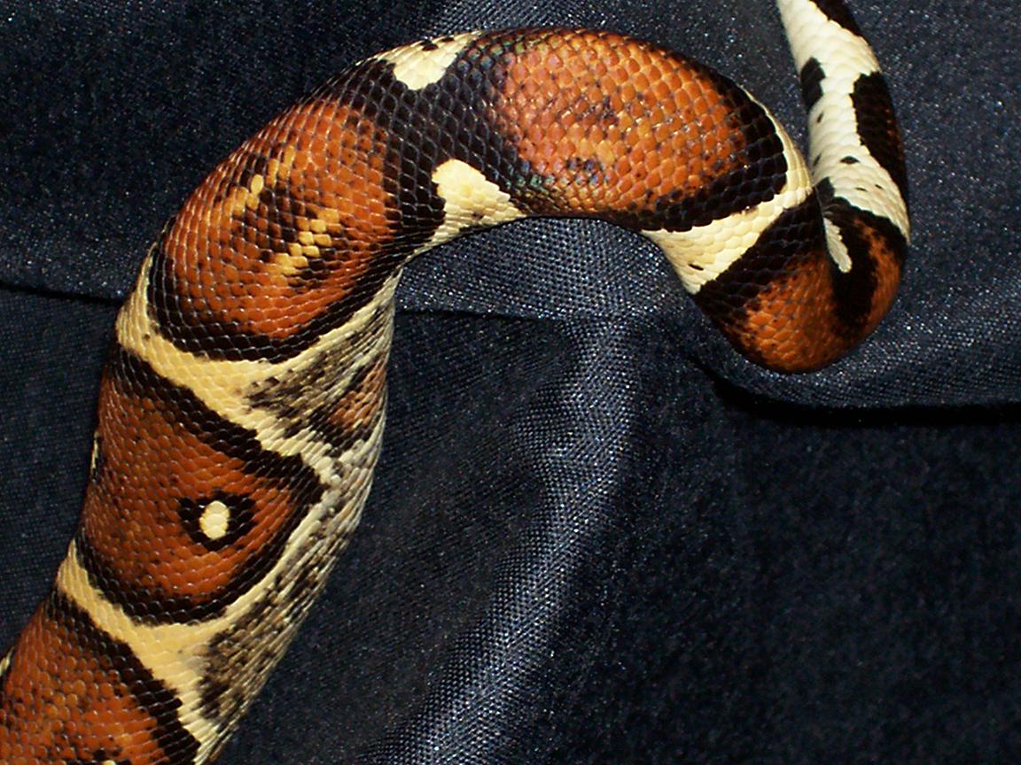 tail colors