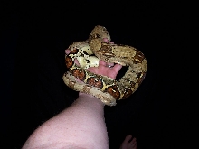 a boa in da hand