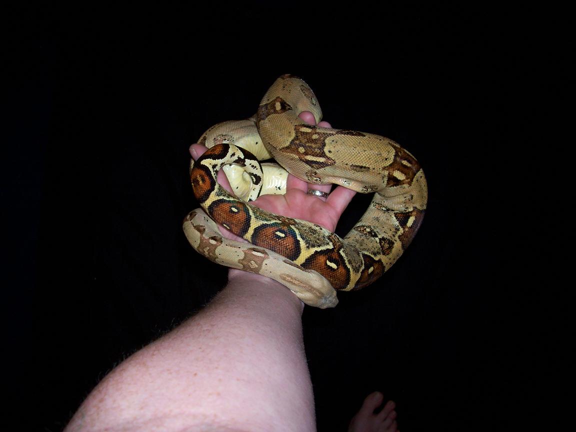 a boa in da hand