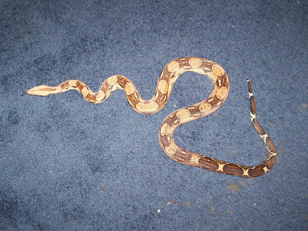 new rescue