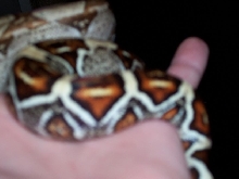 Kinda blury but washed you can see