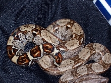 50% possible het albino