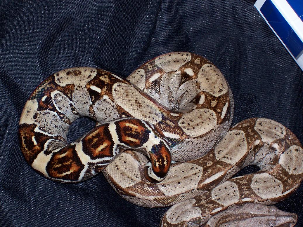 50% possible het albino