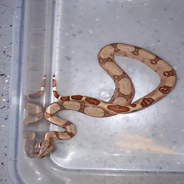 new HYPO PASTEL