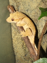 Tiga