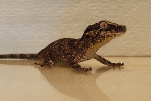 Reticulated gargoyle
