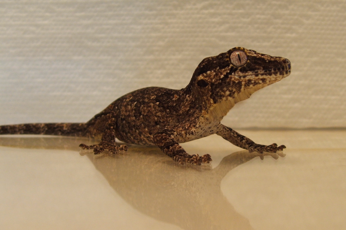 Reticulated gargoyle
