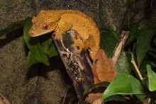 Marigold and Maroon
