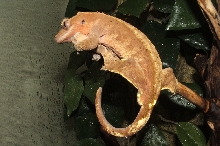 Maroon hanging out