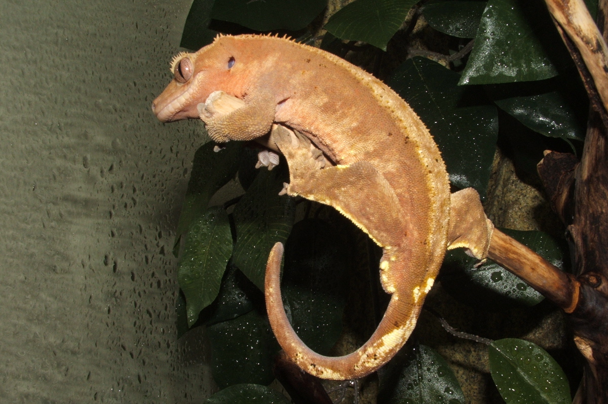 Maroon hanging out