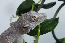 Bumpy extreme close up
