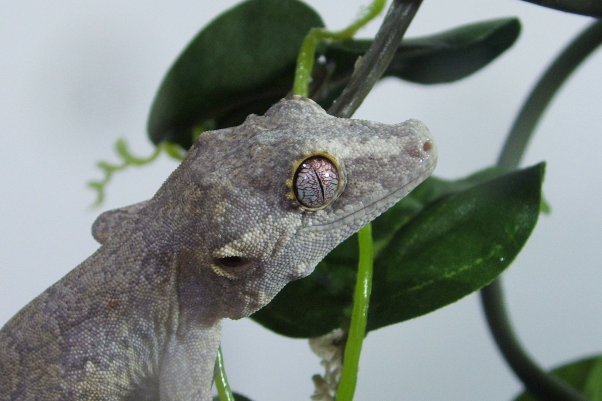 Bumpy extreme close up