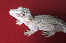 Garg1