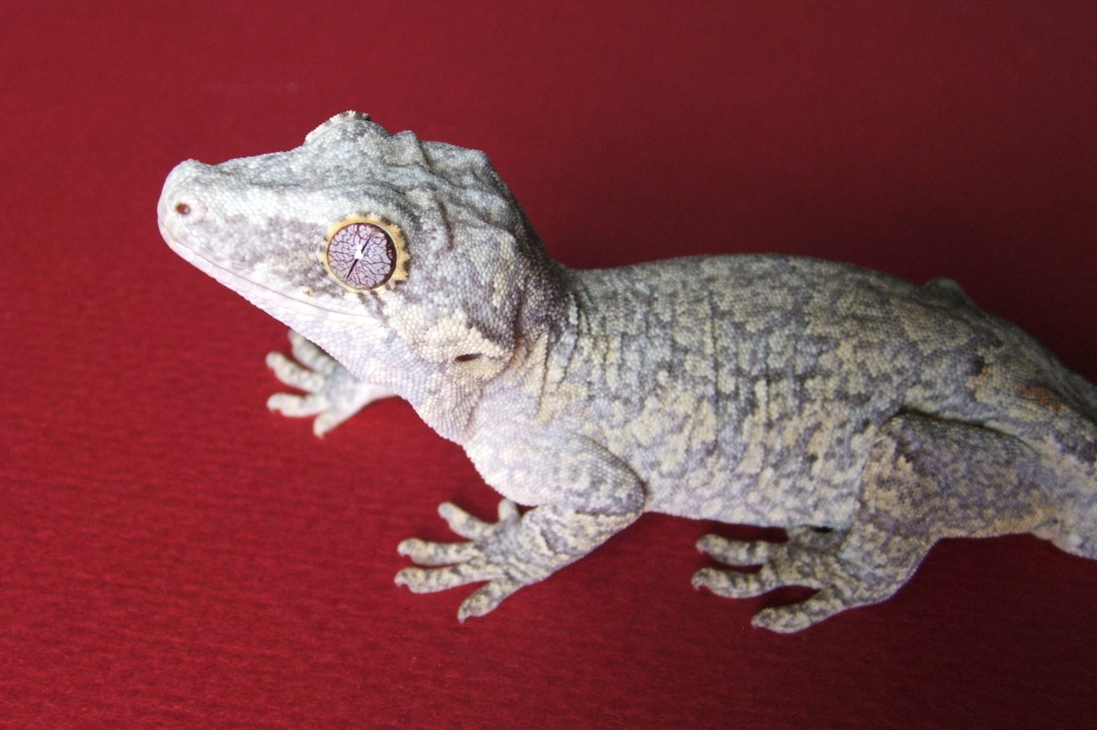 Garg1