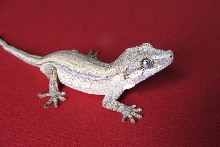 Garg2