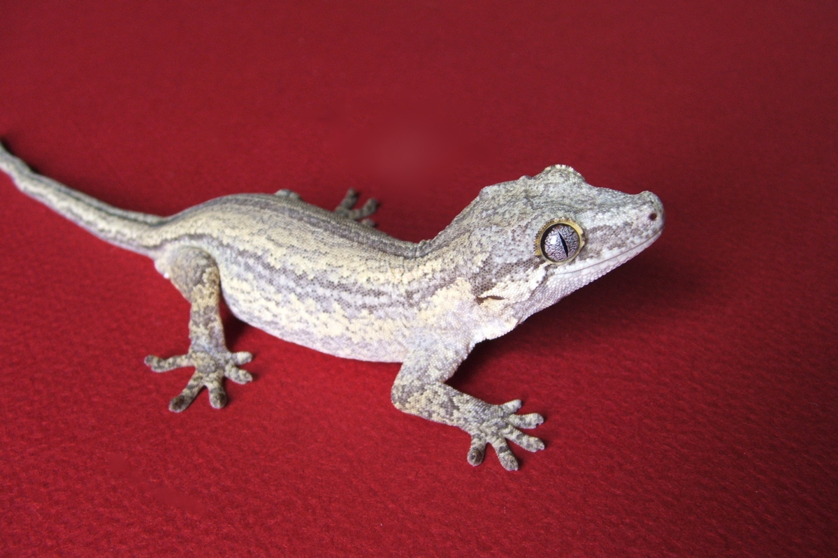 Garg2