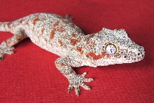 Garg3