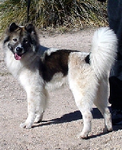 Thai Bangkaew Dog