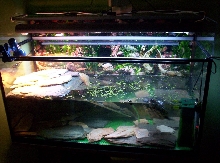Robal at home