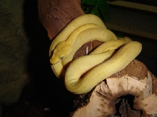 Yellow Amazon