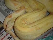 Albino Boa