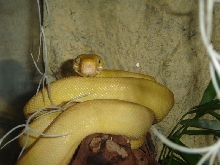 Yellow Amazon