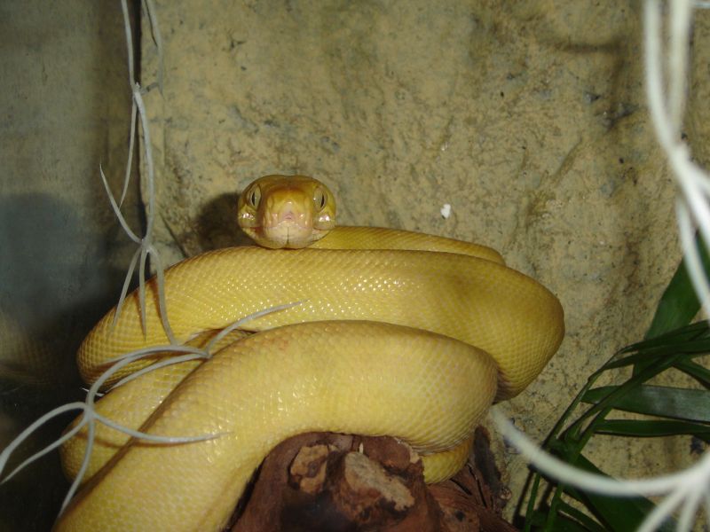 Yellow Amazon