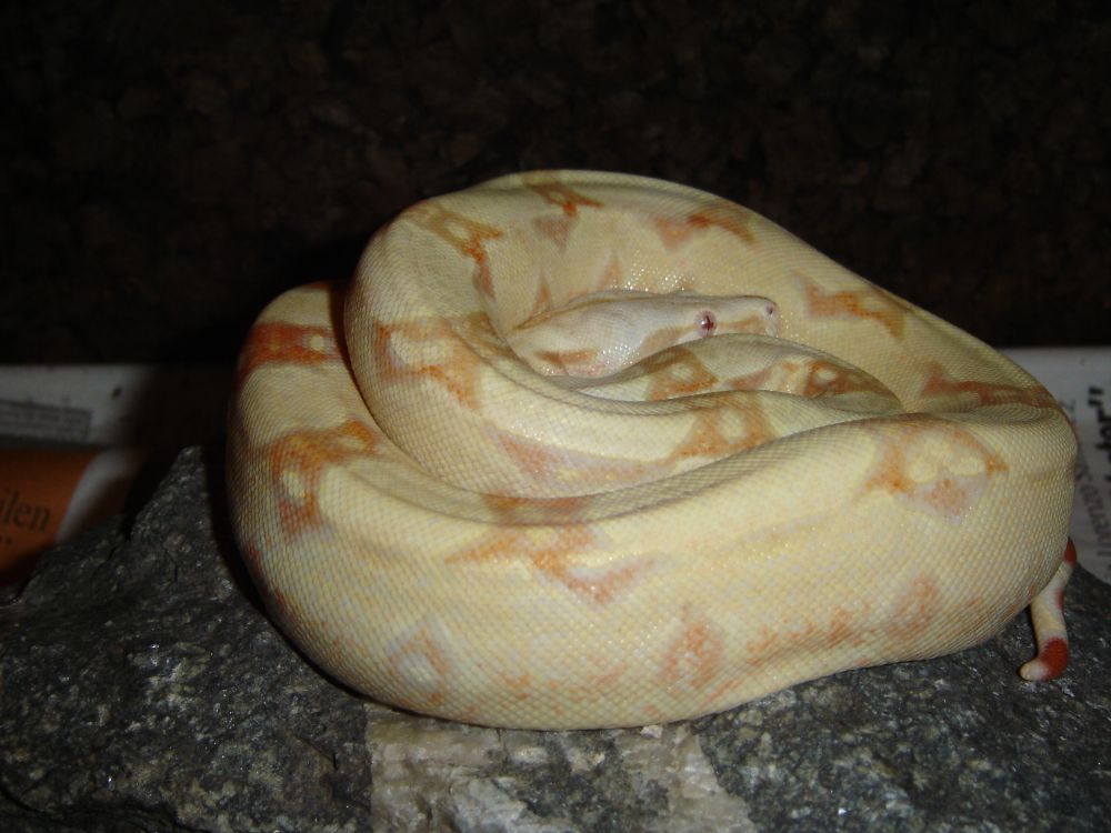Albino Boa