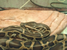 Head shot of princess (no flash)