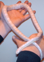 albino cornsnake