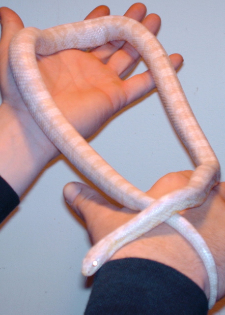 albino cornsnake