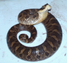 eastern hognose