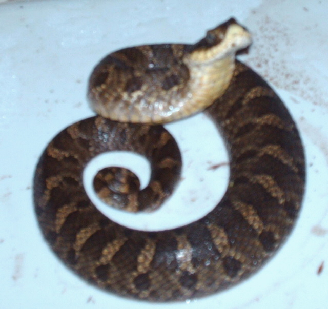 eastern hognose