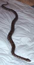playin on the bed