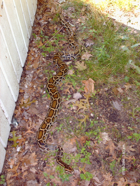 playing in the backyard
