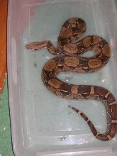 Female