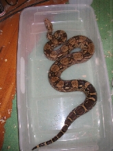 Male