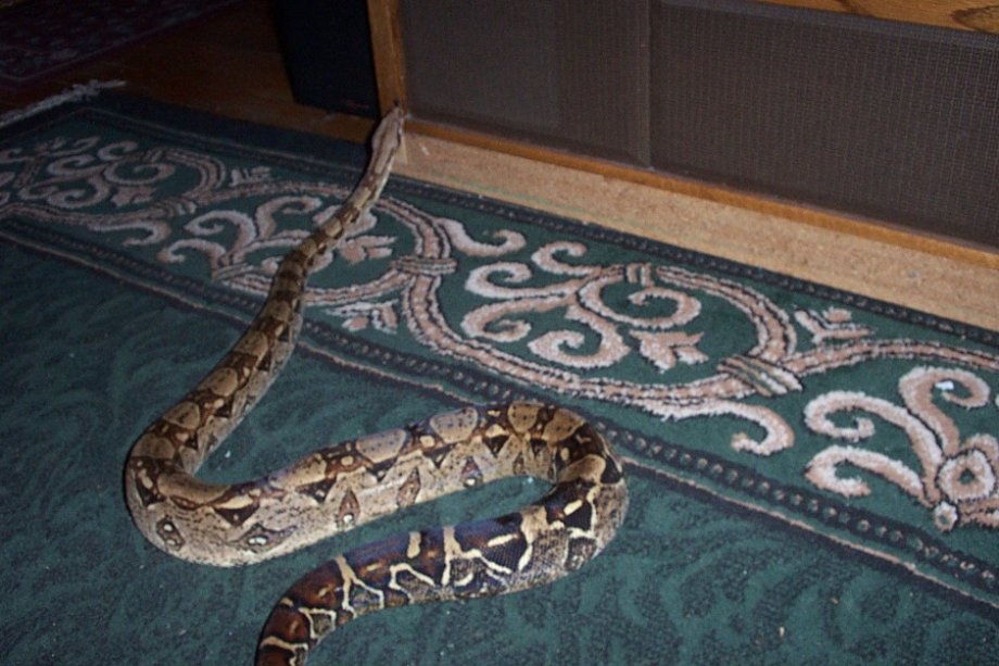 Boa