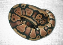 normal female