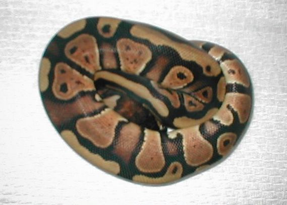 normal female
