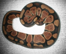 ball female