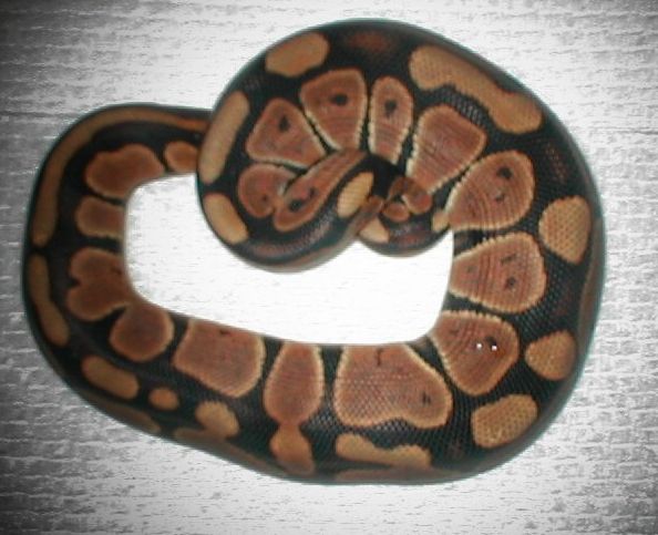 ball female