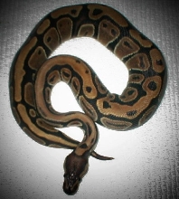 ball female