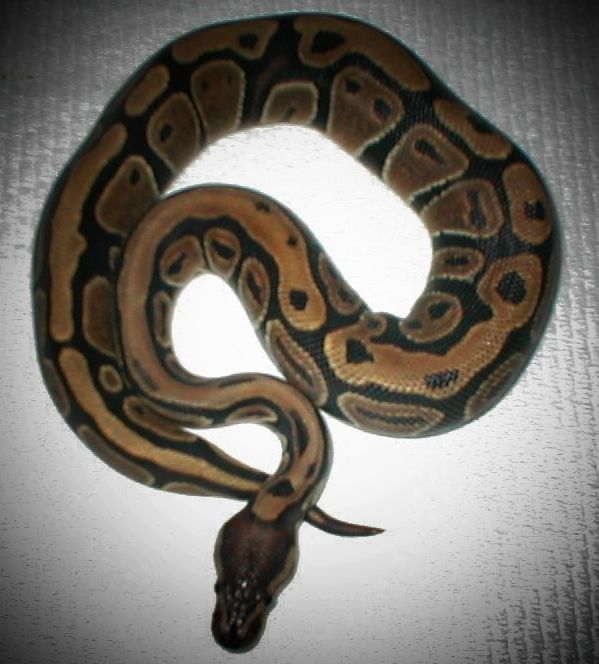 ball female