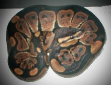 ball female