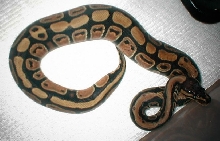 ball female